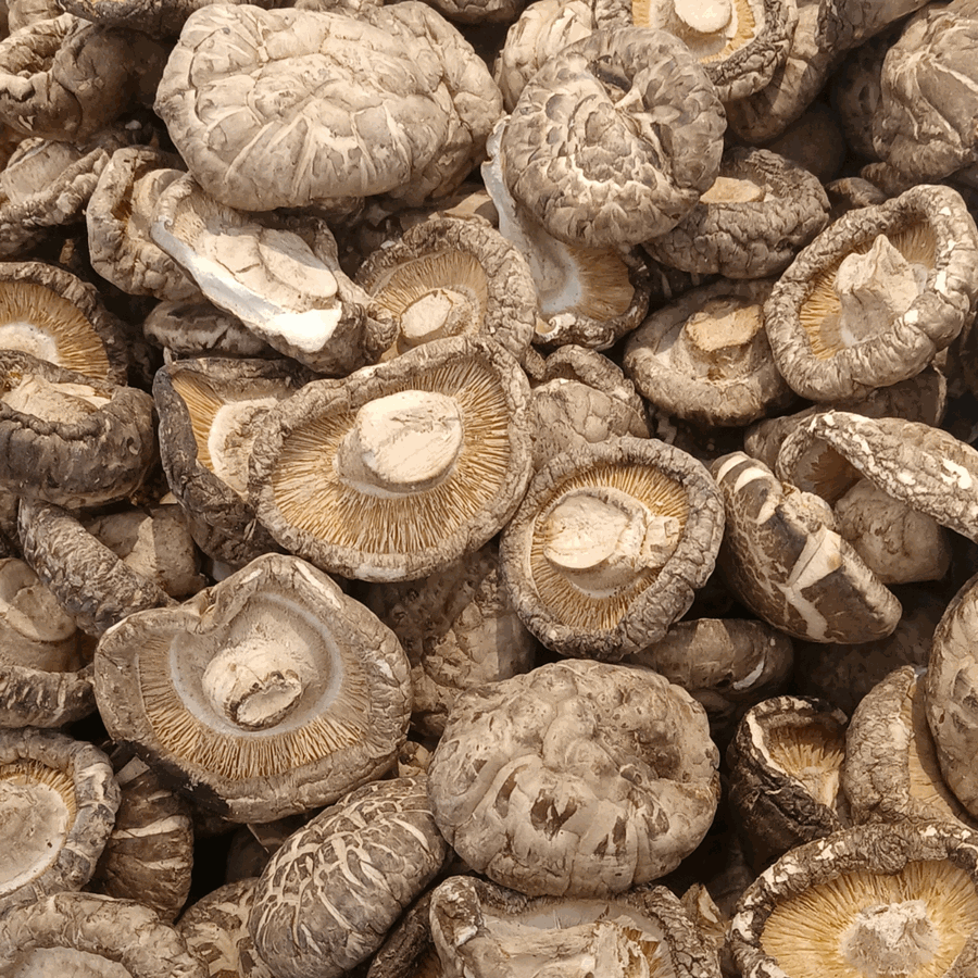 Dried Shiitake Mushroom wholesale supplier